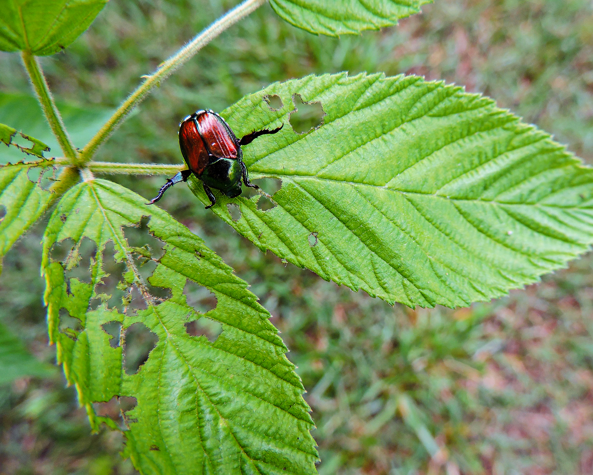 Japanese,Bettle,Eating,On,A,Leaf,June,2019,Lewisville,Nc